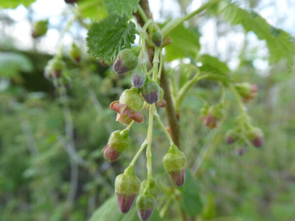 Rispe mit Büten einer Schwarzen Johannisbeere; eine Blüte geöffnet, mehrere noch geschlossen