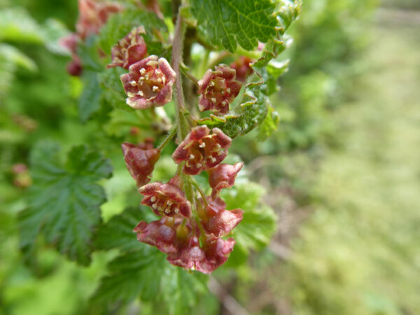 Rote Johannisbeerblüten einer Roten Johannisbeere