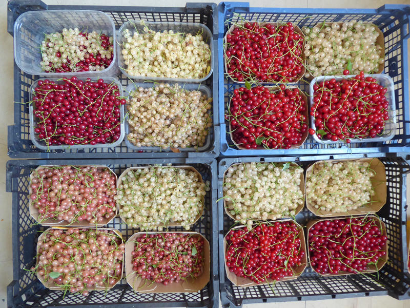 16 Schalen mit unterschiedlichen Johannisbeeren (weiß, rosa, rot)