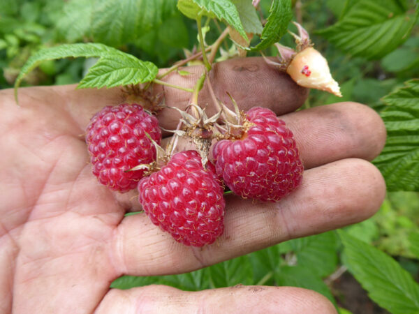 Drei reife, rote Himbeeren auf einer Hand