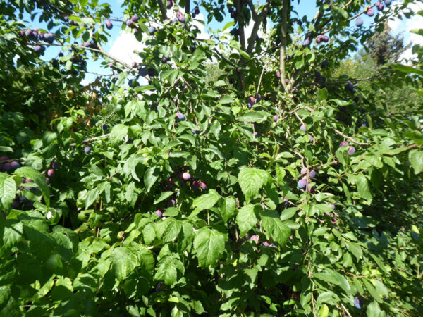 Pflaumenbaum mit reifen Früchten