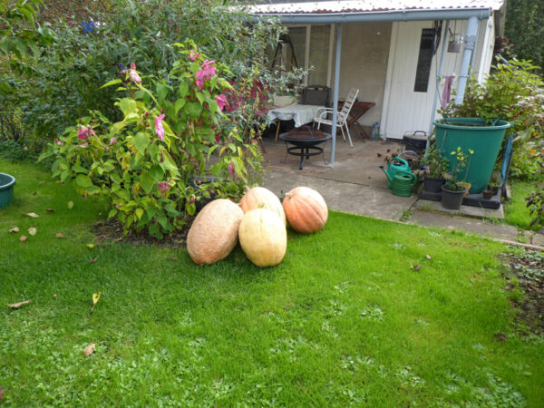 Vier wirkliche Riesenkürbisse der Art Cucurbita maxima