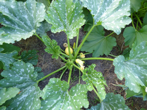 Gartenkürbis-Pflanze mit marmorierten Blättern und gelben, runden Zukkini