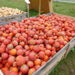 Verkaufsstand mit orange Hokkaido- und Butternut-Kürbissen (Cucurbita maxima)