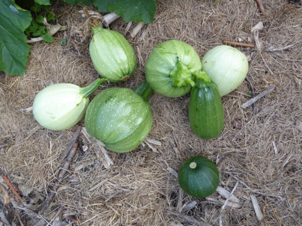 Sommerkürbisse in verschiedenen Farben und Formen