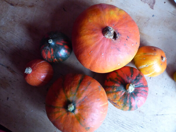 Ausgereifte, überwiegend orange gefärbte Kürbisse der Art Cucurbita maxima (Riesenkürbis)