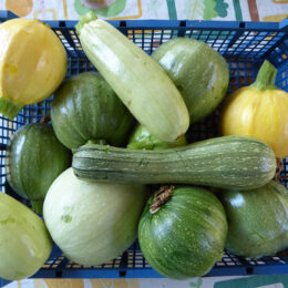 Stiege mit jungen Gartenkürbissen (Zucchini) i9n verschiedenen Formen und Farben (gelb, weiß, hellgrün)