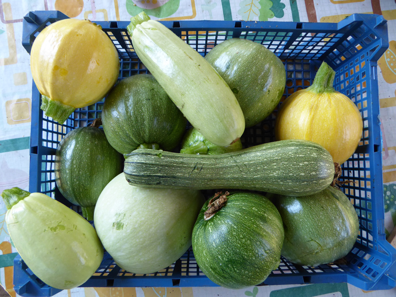 Stiege mit jungen Gartenkürbissen (Zucchini) i9n verschiedenen Formen und Farben (gelb, weiß, hellgrün)
