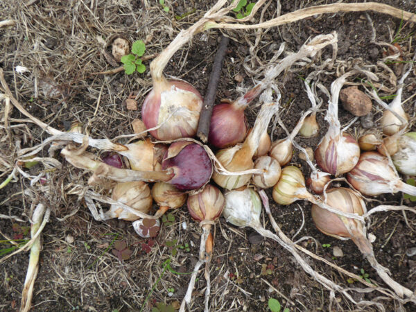 Reife Zwiebeln in verschiedenen Farben, die fast aufeinander wachsen