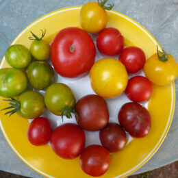 Teller mit verschiedenfarbigen Tomaten