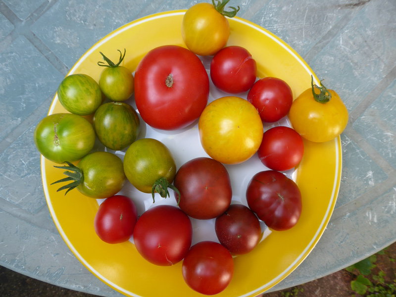 Teller mit verschiedenfarbigen Tomaten