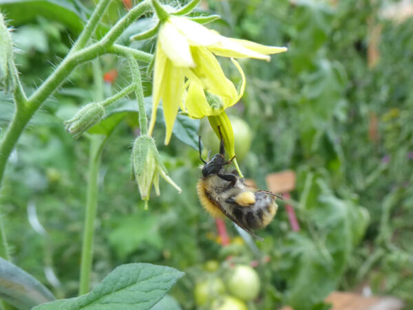 Hummel an Tomatenblüte