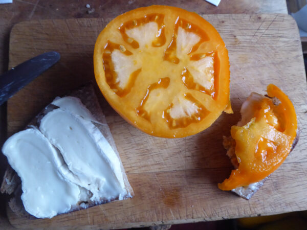 Halbierte, orange Fleischtomate neben Käsebrot