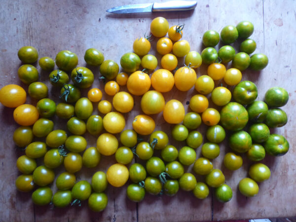 Gelbe, grüne und grün-gelb gestreifte Tomaten unterschiedlicher Größe auf einem Tisch