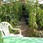 Tomatenpflanzen unter einem selbst gebauten Schutzdach