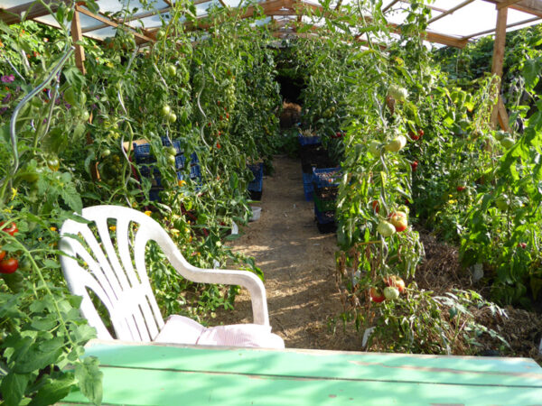 Tomatenpflanzen unter einem selbst gebauten Schutzdach