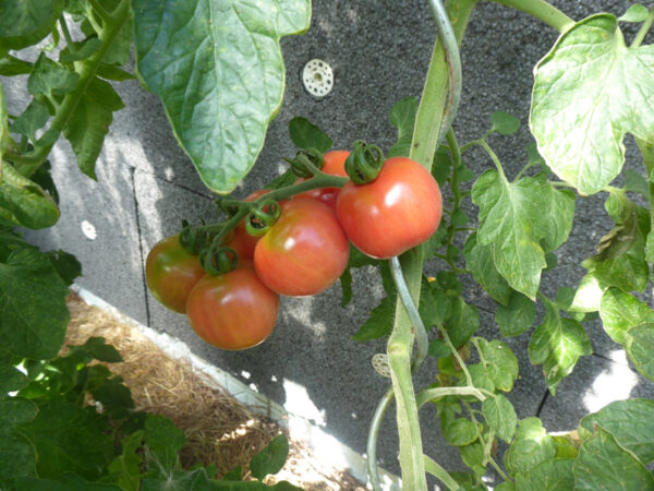 Echte, mallorkinische Tomatensorte Tomatiga de Ramallet