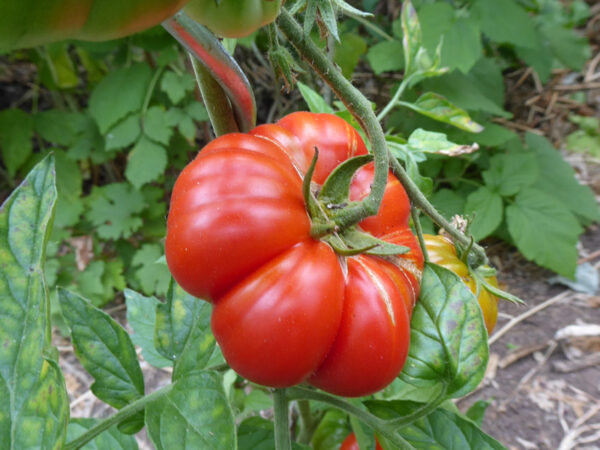 Gerippte, flache rote Tomate