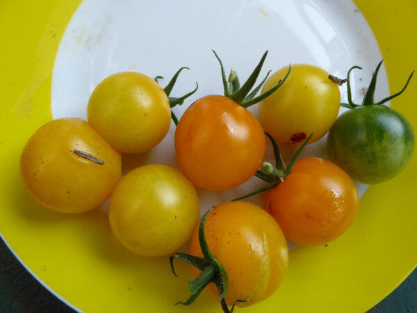 Sieben gelbe Tomaten und eine unreife, grüne auf Teller