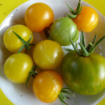 Gelbe Tomaten und eine gelb-grün gestreifte Tomate zum Größenvergleich auf einem Teller