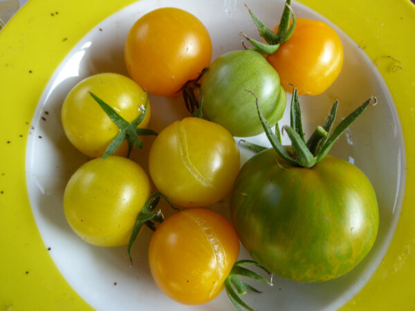Gelbe Tomaten und eine gelb-grün gestreifte Tomate zum Größenvergleich auf einem Teller