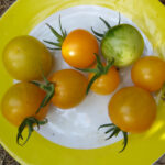 Gelbe Tomaten auf einem Teller mit gelbem Rand