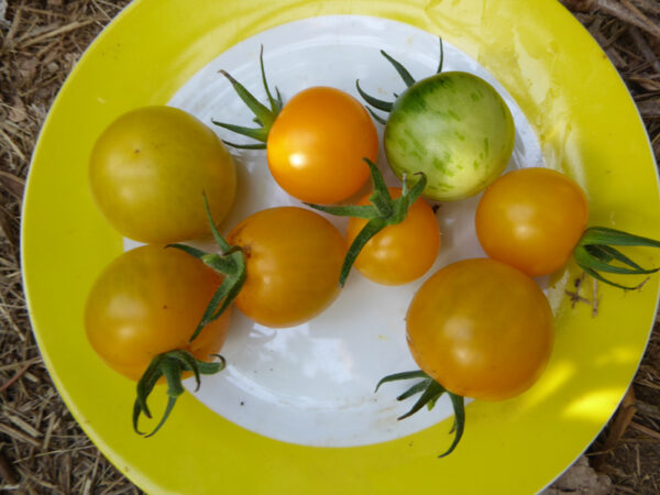 Gelbe Tomaten auf einem Teller mit gelbem Rand