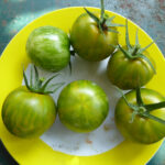 Sechs gelb-grün gestreifte, normal große Tomaten auf Teller