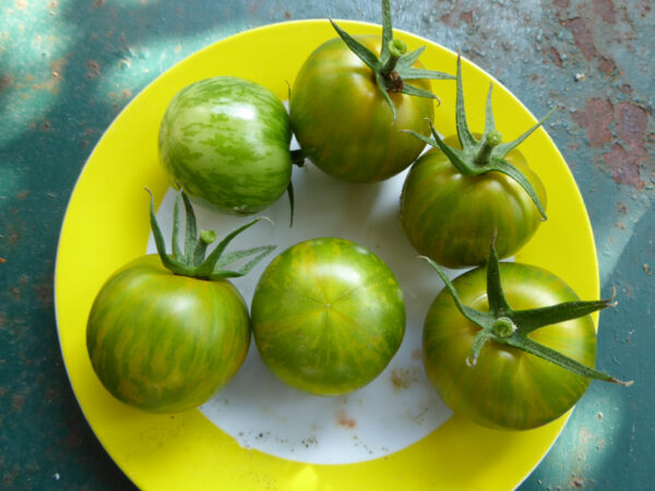 Sechs gelb-grün gestreifte, normal große Tomaten auf Teller