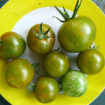 Kleine, gelb-grün gestreifte Tomaten inklusive einer gleich aussehenden, aber normal großen Tomate auf einem Teller