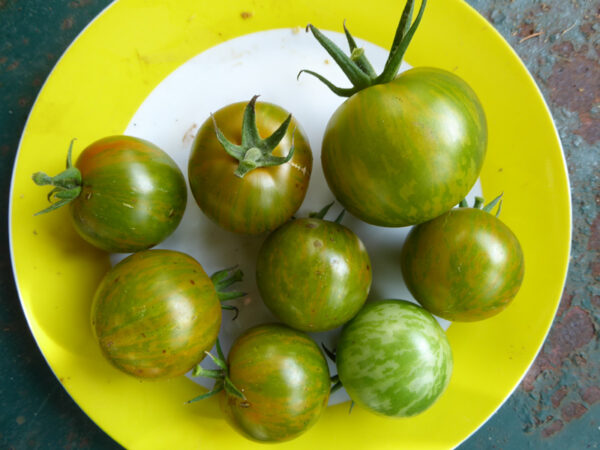 Kleine, gelb-grün gestreifte Tomaten inklusive einer gleich aussehenden, aber normal großen Tomate auf einem Teller