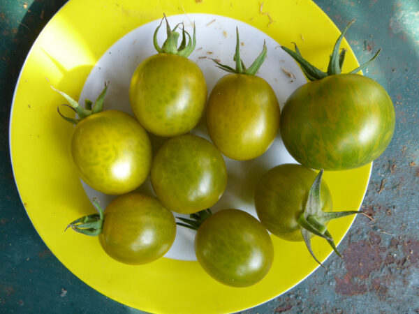 Sieben gelb-grüne Tomaten mit einer gelb-grün gestreiften auf Teller