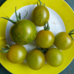 Sechs gelbrüne Tomaten zusammen mit einer gelb-grün gestreiften auf Teller