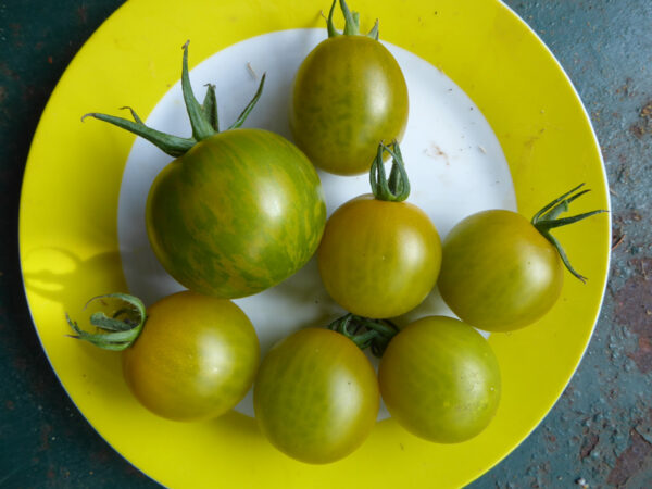 Sechs gelbrüne Tomaten zusammen mit einer gelb-grün gestreiften auf Teller