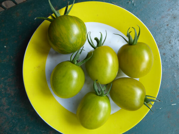 Fünf gelb-grüne Tomaten zusammen mit einer gelb-grün gestreiften auf Teller