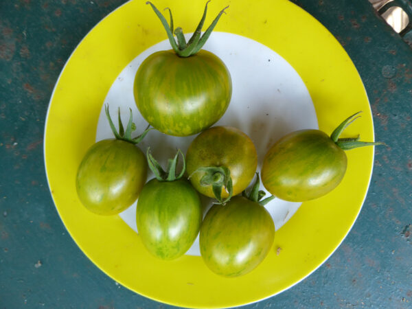 Fünf eiförmige, gelb-grün gestreifte Tomaten zusammen mit einer runden gelb-grün gestreiften auf Teller