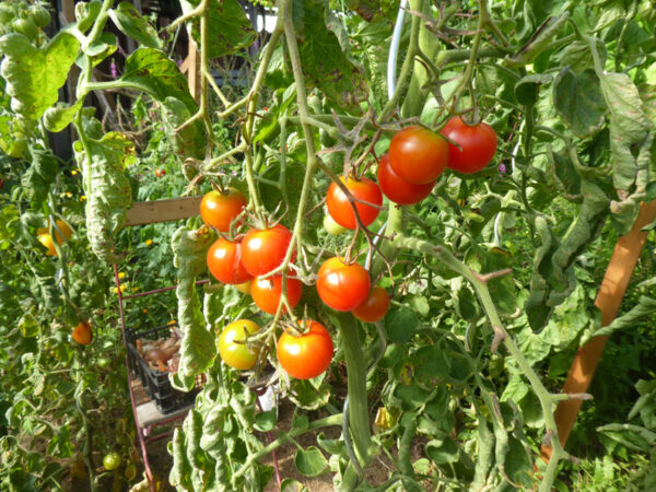 Kleinere, rote Tomaten an Strauch