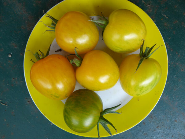 Große, gelbe Tomaten zusammen mit einer gleich großen gelb-grün Gestreiften auf einem Teller