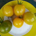 Gelbe mit gelb-grün gestreifter Tomate auf Teller
