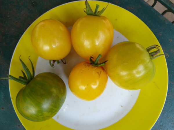 Gelbe mit gelb-grün gestreifter Tomate auf Teller