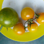 Kleinere gelbe und normal große grün-gelb gestreifte Tomaten auf Teller