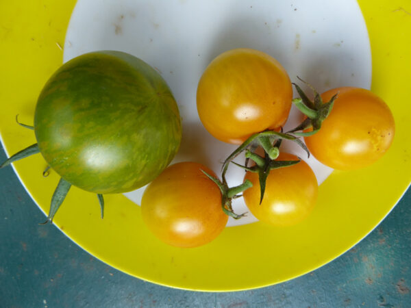 Kleinere gelbe und normal große grün-gelb gestreifte Tomaten auf Teller