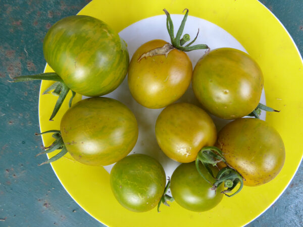 Gelb-grün gestreifte Tomaten auf Teller