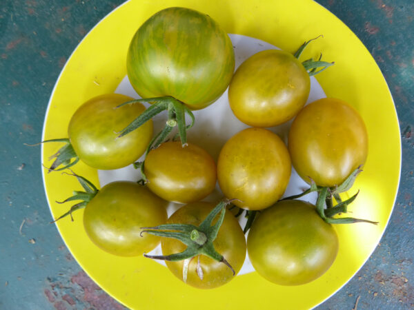Gelb-grüne Tomaten auf Teller