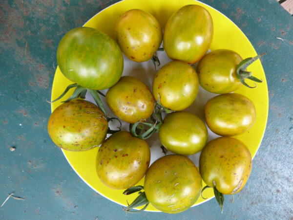 Teller voller gelb-grüner Tomaten mit kleinen braunen Flecken