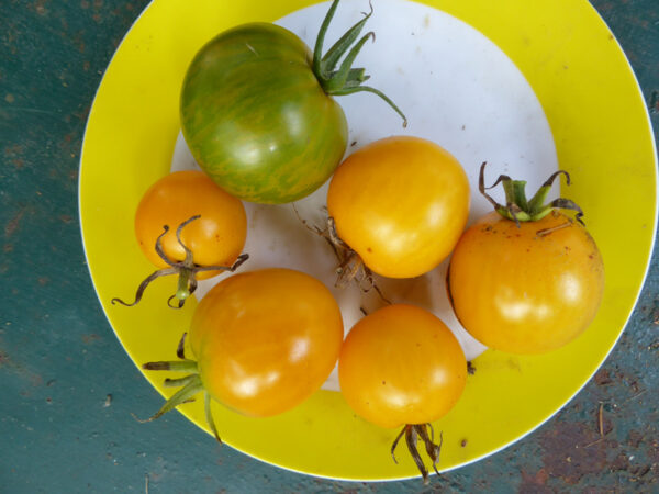 Große gelb-grün gestreifte Tomate mit gelben Tomaten auf Teller