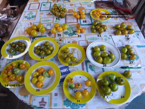 Tisch mit Tellern und gelben sowie gelb-grünen Tomaten