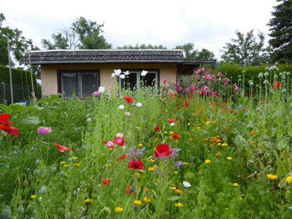 Mohnblüten vor Gartenhaus