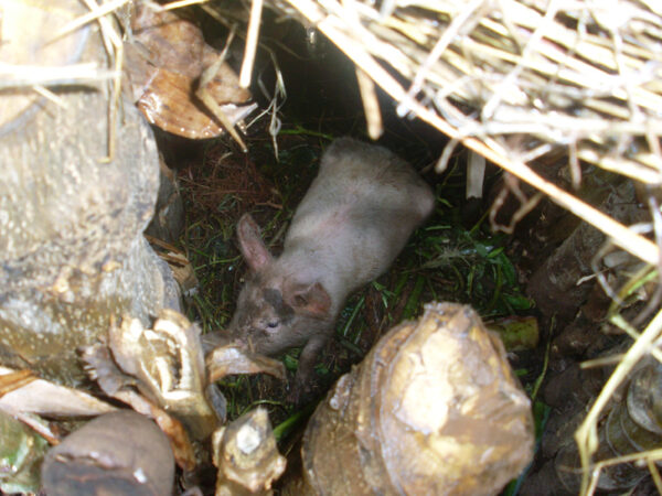 Jungschwein in Gehege aus Hölzern