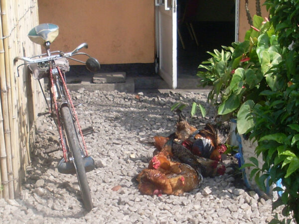 Zusammengebundene Hühner, die auf einem Fahrrad transportiert wurden in Ruanda
